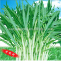 WS02 Guanglian weiß Blütenstiel Wasser Spinat Samen zum Anpflanzen